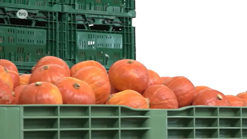 Hoofdafbeelding voor artikel 'Jeroen Pompoen' uit Sint-Pauwels…