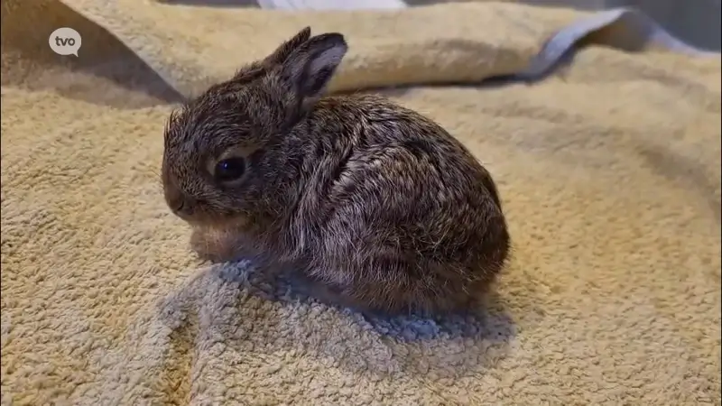 Hoofdafbeelding voor artikel SOS Wilde Dieren helpt konijntjes…