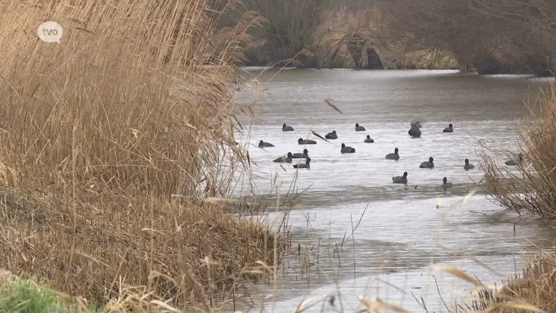 Lochristi, Lokeren en Sint-Gillis-Waas onderzoeken mogelijkheden naar open water zwemplekken 