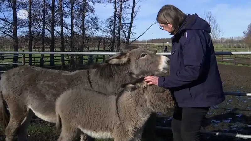 Hoofdafbeelding voor artikel Na zeven overleden ezels lijkt…
