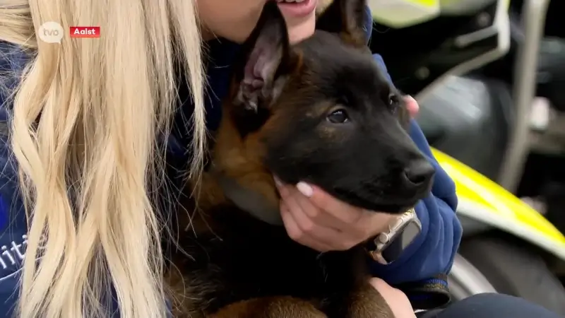 Hoofdafbeelding voor artikel Politiekorps Aalst: "Puppy…