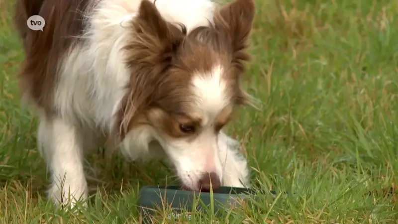 Degomeat uit Aalst verkozen tot Oost-Vlaamse starter van het jaar, ondanks dat bedrijf al 40 jaar bestaat