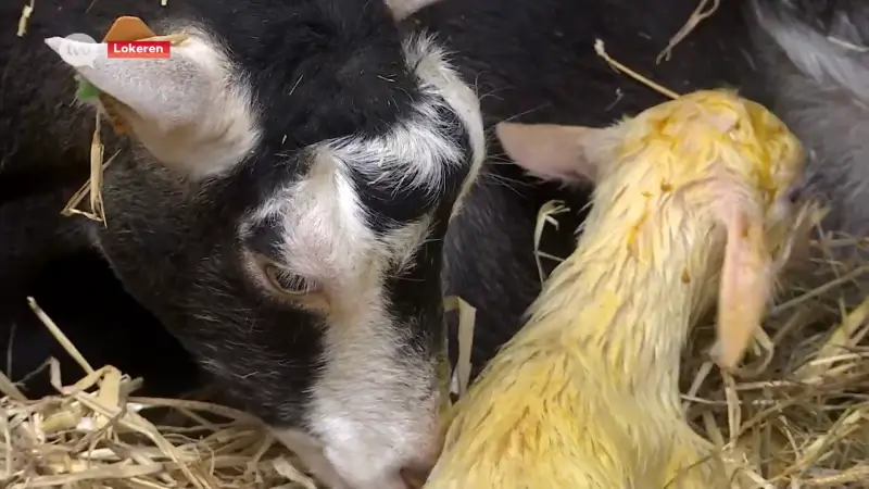 Hoofdafbeelding voor artikel Eerste geitenlammen geboren…
