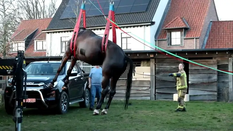 Brandweer redt paard uit zwembad in Waasmunster 