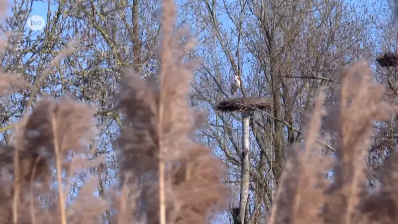 De ooievaars komen weer broeden op het Donkmeer
