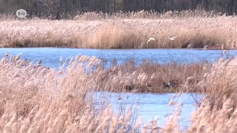 Nadat de vogelgriep dodelijk tekeerging in het Molsbroek, zijn er weer kokmeeuwen in het reservaat: "Vroeger waren ze met duizenden, hopelijk blijven ze"