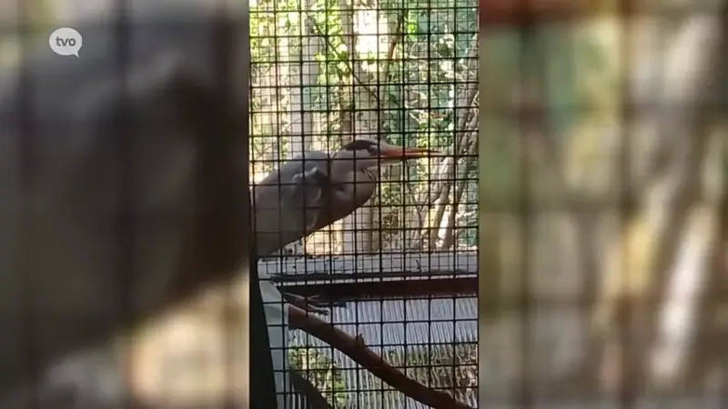 Reigers starten broedseizoen bij SOS Wilde Dieren in Geraardsbergen