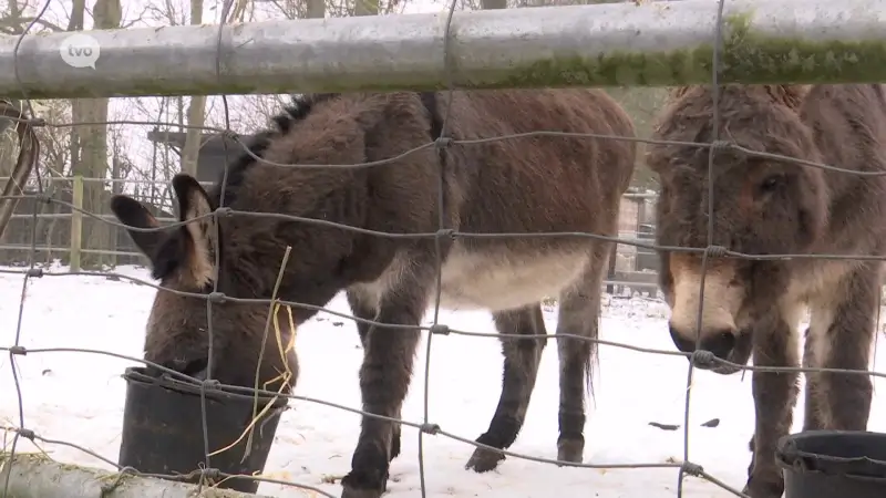 Opendeur bij Ezelopvangcentrum Anegria na moeilijke periode van quarantaine