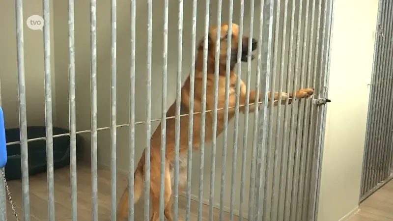 Vorig jaar meer dan 4.700 dieren geadopteerd via www.adopteereendier.be in de provincie