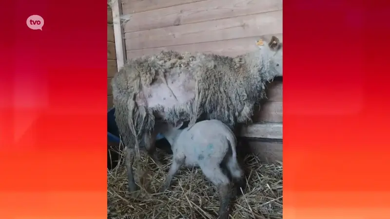 Hoofdafbeelding voor artikel In beslag genomen verwaarloosde…