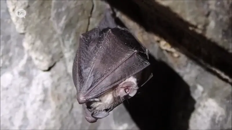Hazelmuis en zeldzame vleermuis zijn terug in de Vlaamse Ardennen