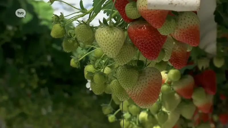 Eerste voorjaarsaardbeien uit Melsele zijn er terug