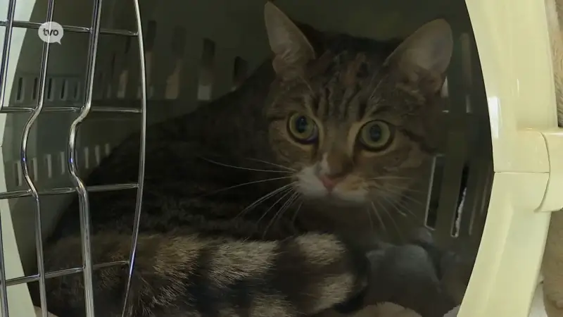 Hoofdafbeelding voor artikel Leerlingen in Nieuwkerken-Waas…