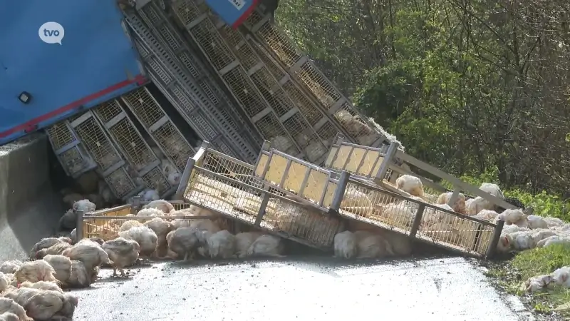 Hoofdafbeelding voor artikel 4.000 kippen in de berm nadat…