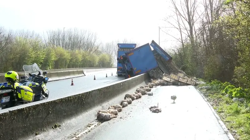 Hoofdafbeelding voor artikel Transport met 4.000 kippen…