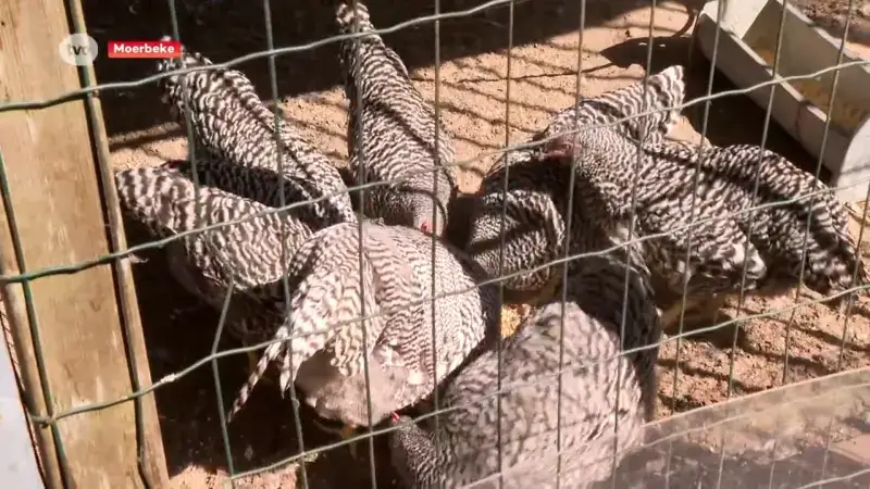 Herman zet vossenverklikker in om kippen in Moerbeke te beschermen