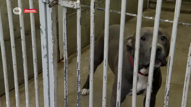 Stafford zal ingeslapen worden na bijtincident in Herzele, hondefluisteraar: "Heel veel prikkels op zo'n kermis"