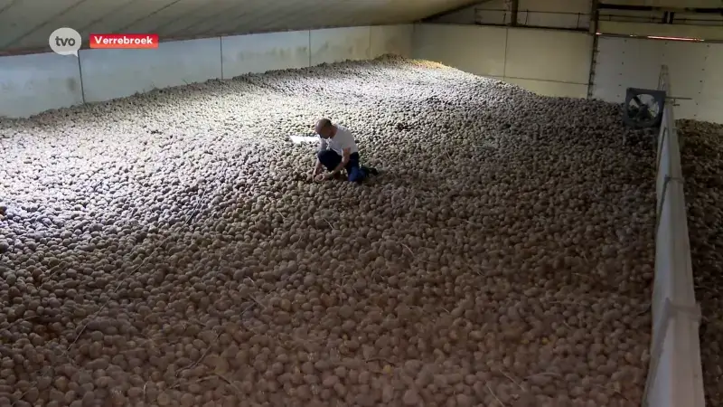 Boer Tomas moet 1,2 miljoen kilogram aardappelen weggooien: Doet pijn, want er zijn zoveel mensen die honger lijden"