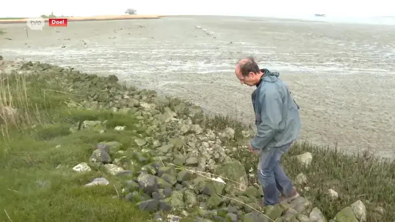 Natuurpunt Waasland meet schade op in Doel na olielek: "Vogels en zelfs reeën kunnen olie binnenkrijgen"