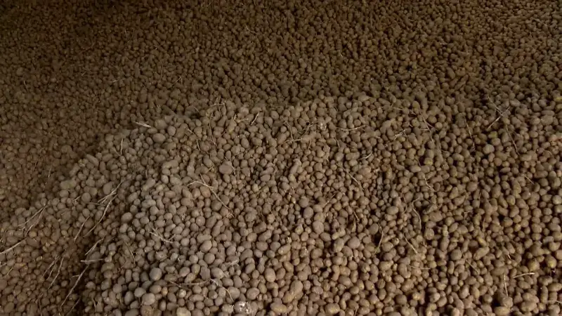 Aardappelboer uit Verrebroek houdt na massale vraag uitverkoop van 1,2 miljoen kilogram aardappelen: "Ik ben boer om eten te maken voor de mensen"