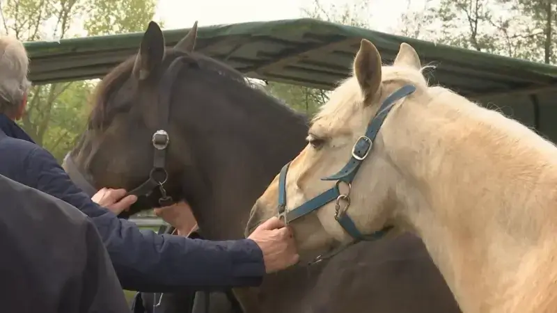 Dierenminister en asiel in Laarne zoeken thuis voor paardenduo