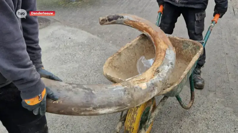 Hoofdafbeelding voor artikel Slagtanden en kiezen van een…