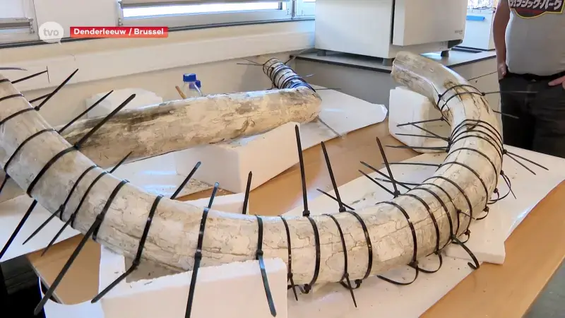 Hoofdafbeelding voor artikel 30.000 jaar oude slagtanden…