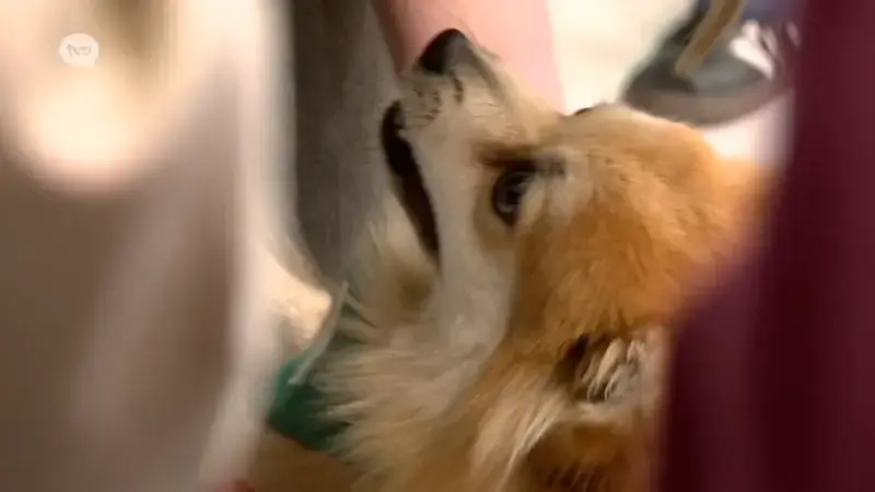 Hoofdafbeelding voor artikel Knuffelhonden verlichten examenstress…