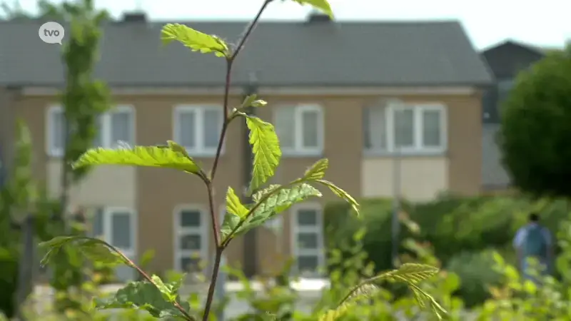 Denderleeuw verstrengt voorrangsregels voor sociale huurmarkt, maar die zijn niet streng genoeg zegt Vlaams Belang