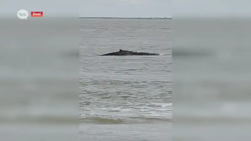 Bultrugwalvis gespot in de Schelde in Doel, maar zit intussen in Nederland