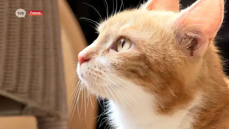 Ondanks verplichte sterilisatie nog steeds te veel zwerfkatten: "Informeren blijft belangrijk"