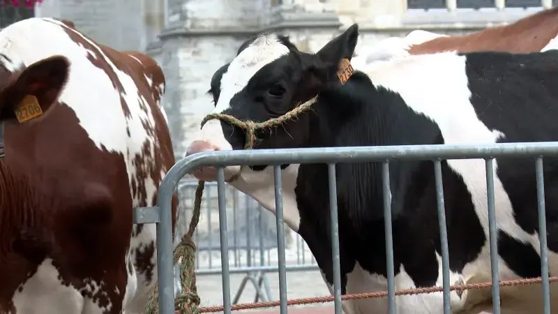 Bezorgd om hittestress bij dieren: "Gaan kijken, drinken bijvullen en zorgen voor verluchting en schaduw"
