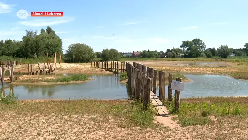 Blauwalgen in speelbeek in Sinaai, wellicht ook blauwalg in Lokerse Durme