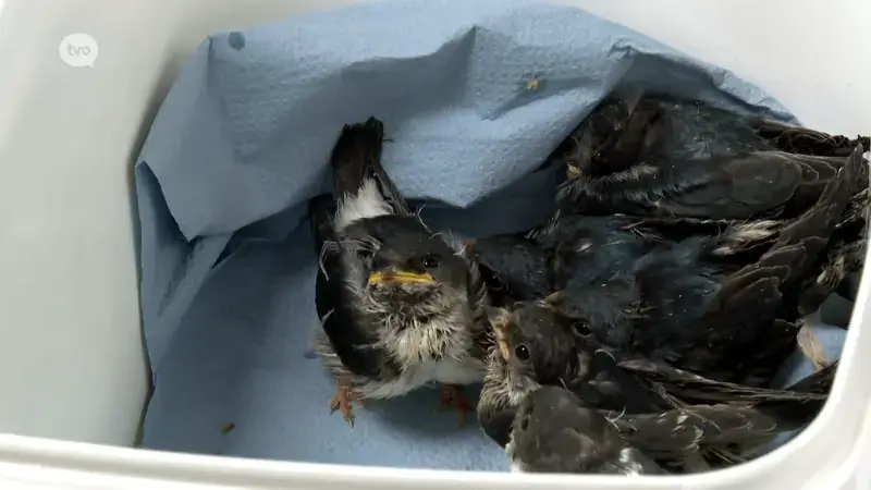 SOS Wilde Dieren vangt opvallend veel vleermuizen en zwaluwen op: "Zet waterbakjes buiten"