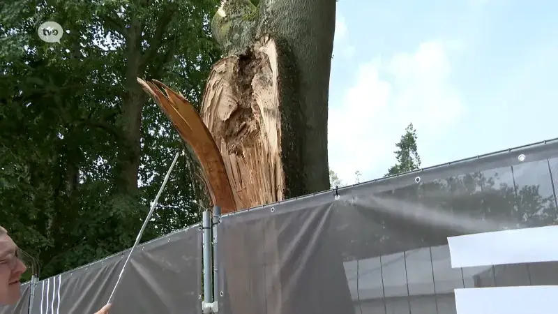 Hoofdafbeelding voor artikel Boom knakt af in park in Lokeren,…