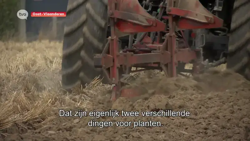 ILVO over impact van hitte op groenten- en fruitteelt: "Risicospreiding wordt steeds belangrijker"