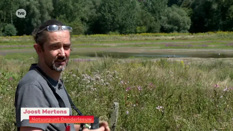 Hoofdafbeelding voor artikel REPO Natuur Denderleeuw