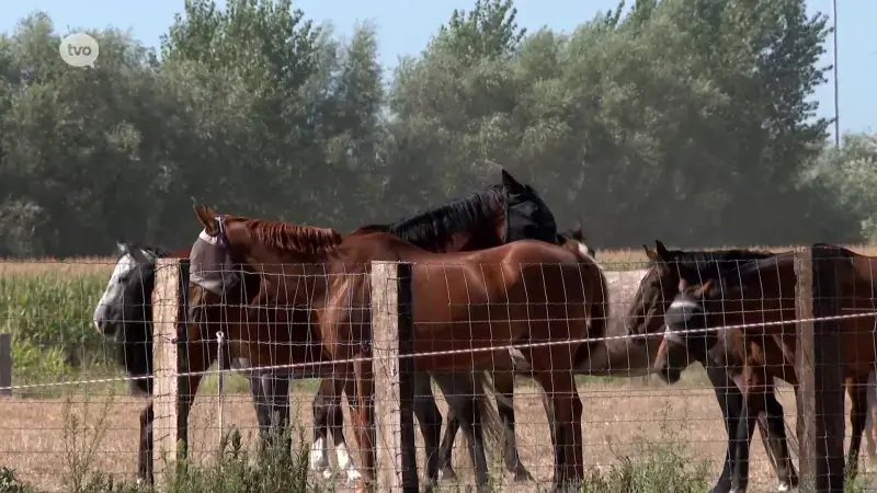 Opnieuw paard met moeraskoorts in Lokeren