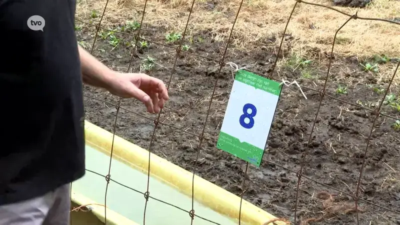 Weideplaatjes moeten terugvinden van eigenaars van weidedieren vergemakkelijken in Buggenhout