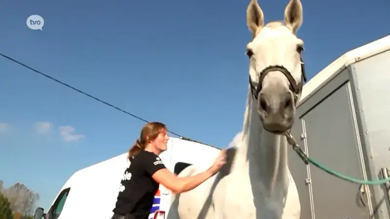 Hoofdafbeelding voor artikel Verdachten opgepakt die sportpaarden…