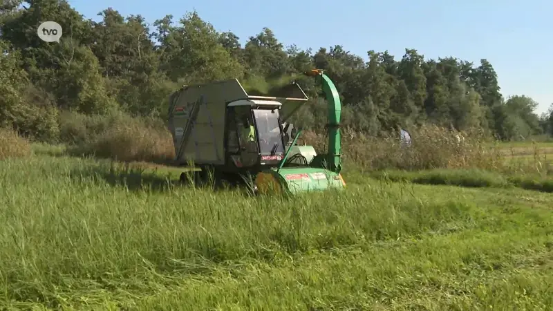 Rupsmaaier moet natte natuur in Nationaal Park Scheldevallei helpen onderhouden (AVS)