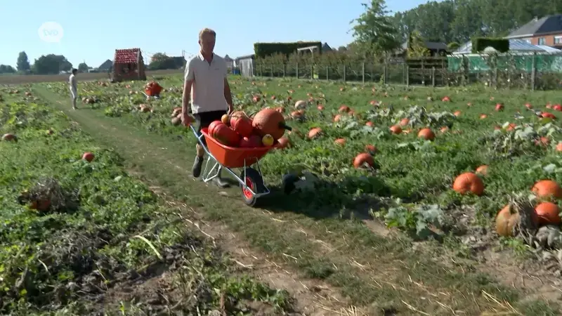 Meer dan 300 soorten pompoenen klaar om geoogst te worden op De Pompoenhoeve