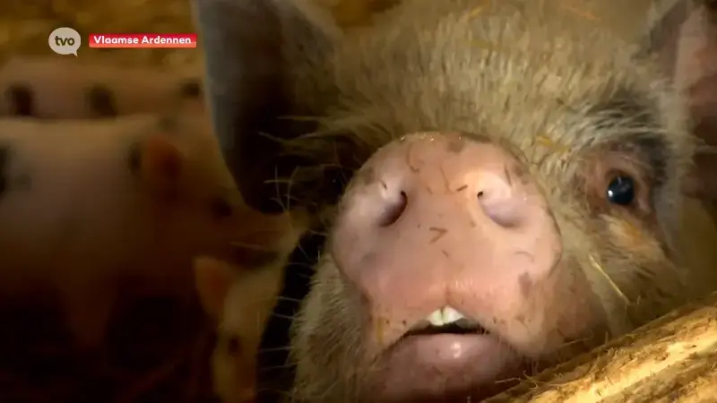 Zottegem, Lierde en Geraardsbergen gaan samenwerken voor dierenwelzijn, ook na Werelddierendag