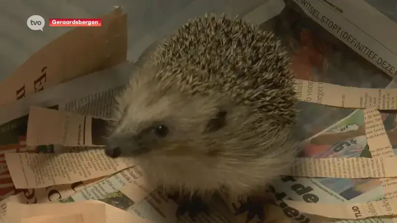 Meer wilde dieren in opvang door hitte afgelopen maanden