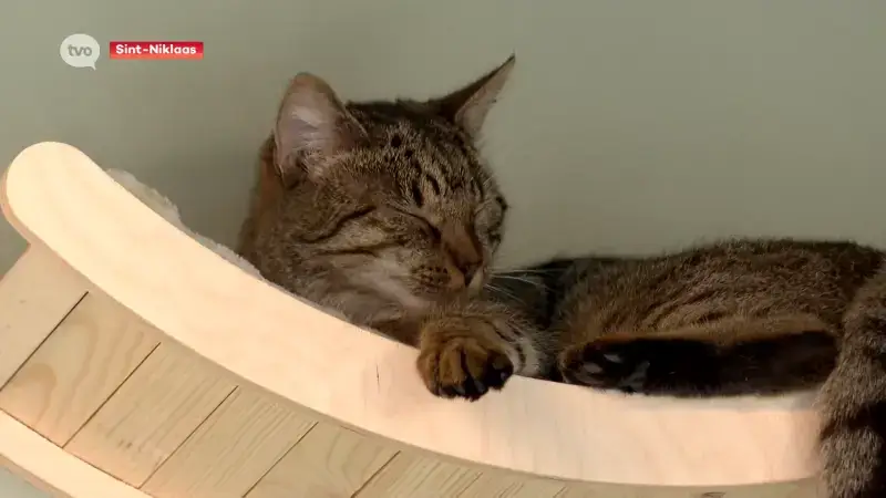 Hoofdafbeelding voor artikel In dit kattencaf&eacute; in Sint-Niklaas…