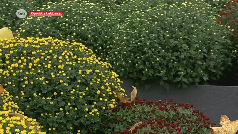 Grote en kleurrijke chrysanten worden al verkocht in tuincentra, in aanloop naar Allerheiligen