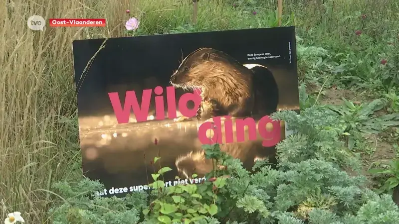Hoofdafbeelding voor artikel Campagne 'Wild Ding' zet provinciale…