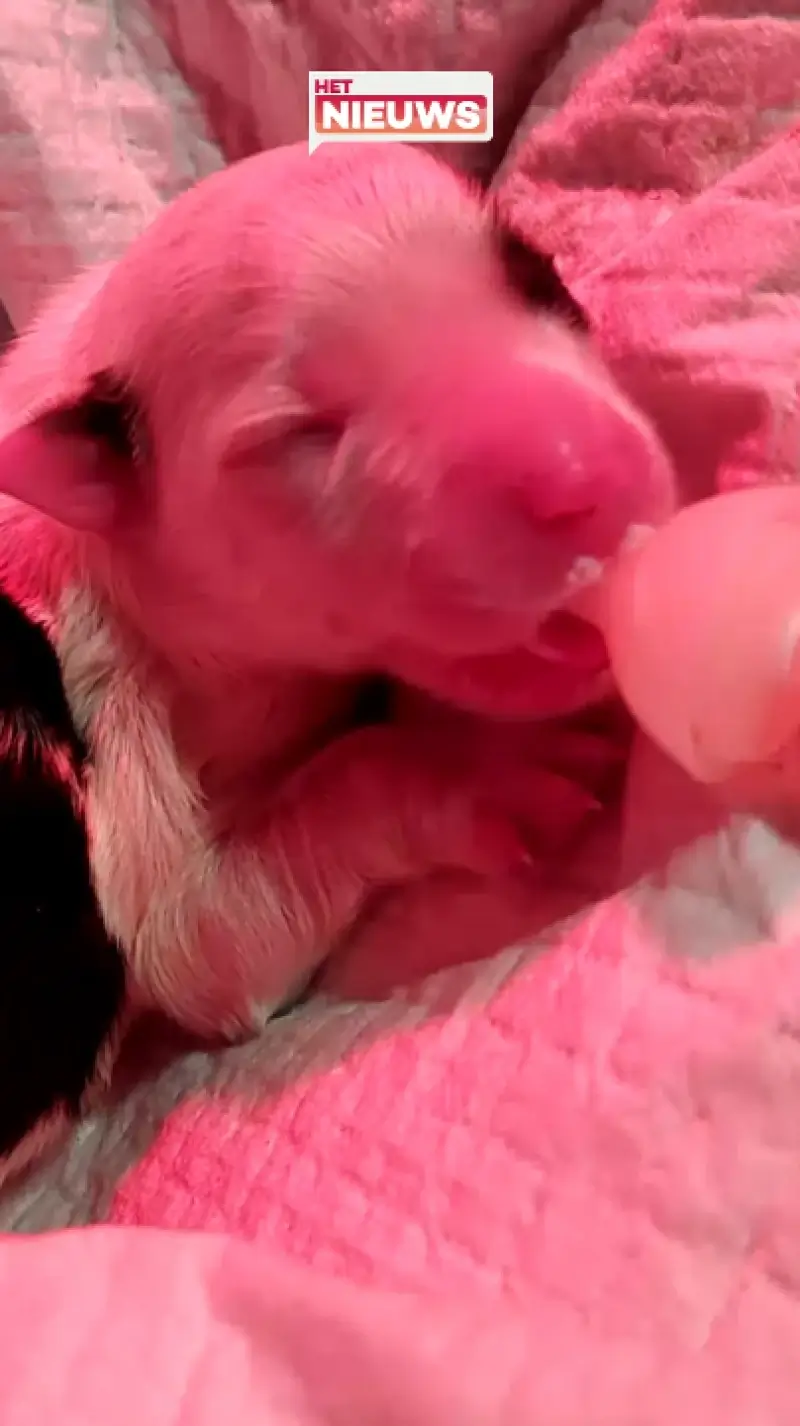 Zes pasgeboren puppy's achtergelaten in vuilniszak in Geraardsbergen